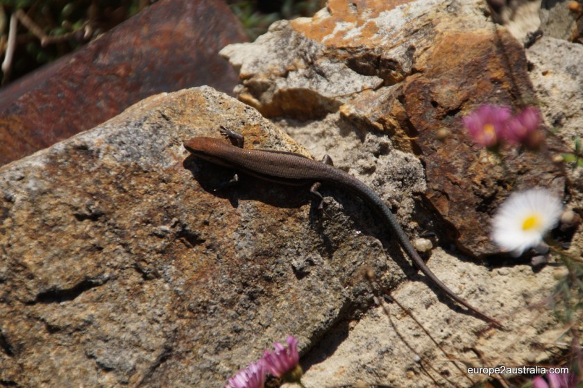 Our first wildlife on four feet  encounter