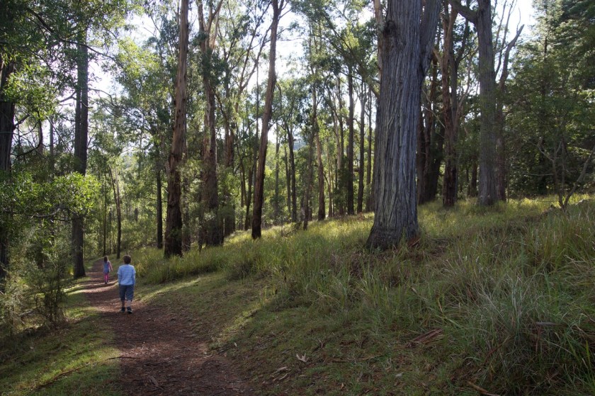 Hiking through the sun-filled woods.