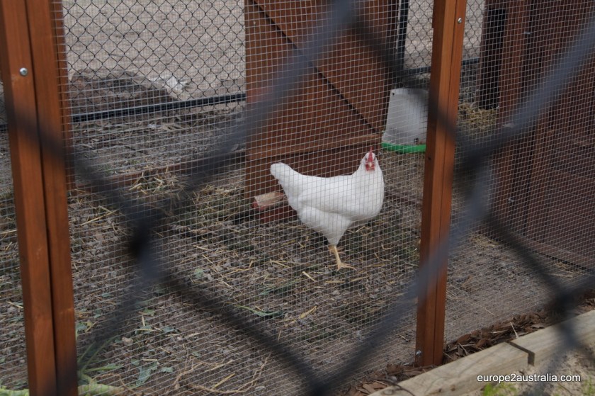 The school chicken just recently started to lay eggs. Kai was allowed to gather the eggs on his first school day.