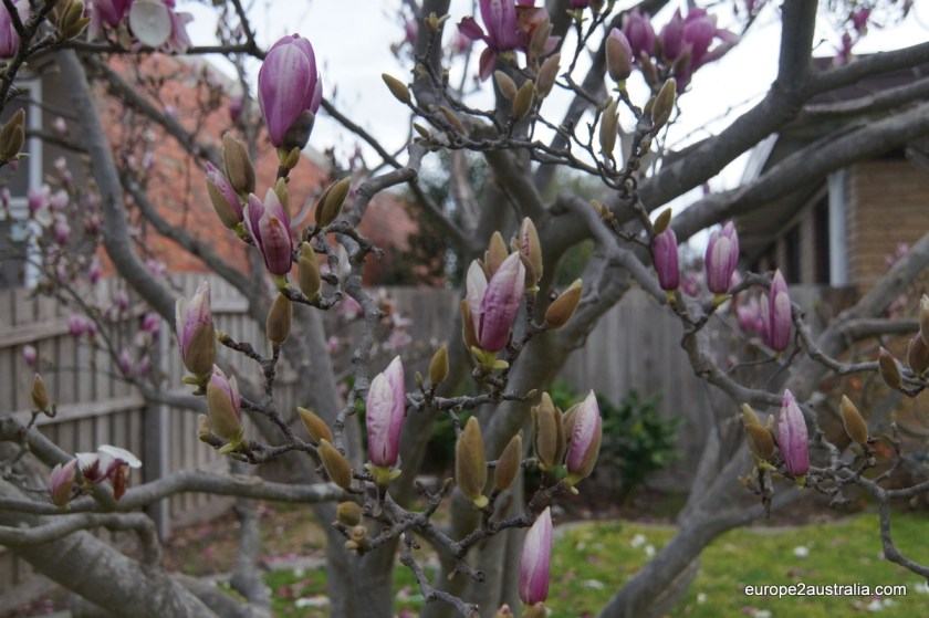 Nature does not seem to mind that it is winter. If I am not mistaken this is Magnolia.