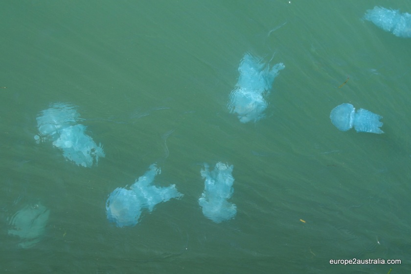 Blue Blubber jellyfish