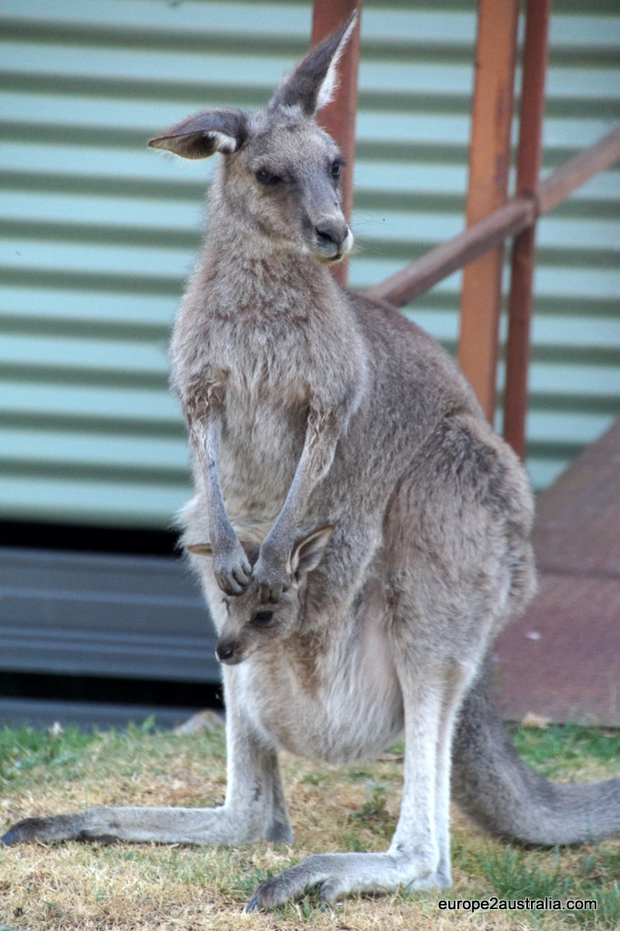 Kangaroo with Joe
