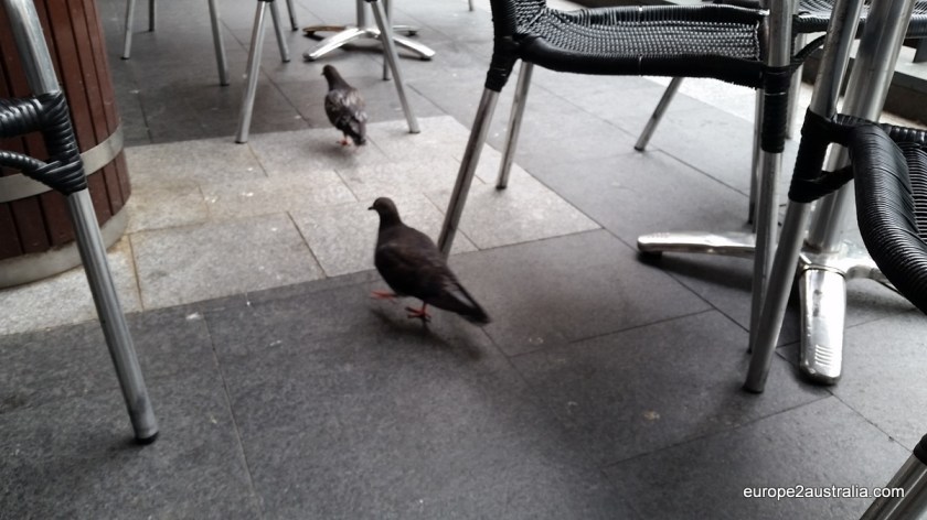 They even had "normal" pigeons here, not the - to me - exotic birds that are so common in Australia.