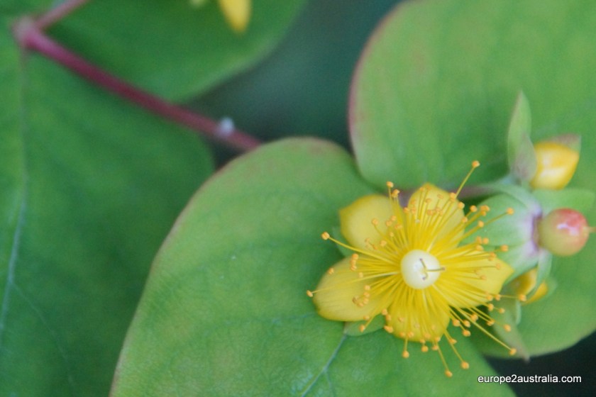 Like some pretty flowers.