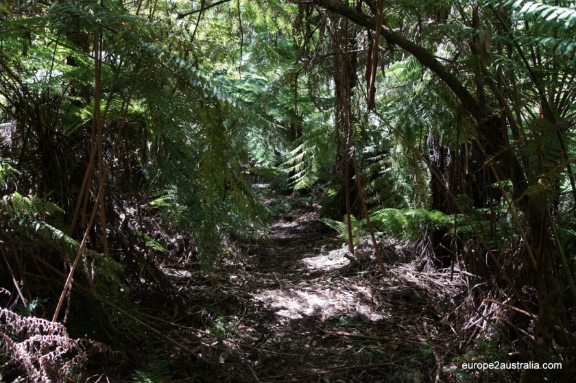 The first section of the walk went through some pretty dense forest.