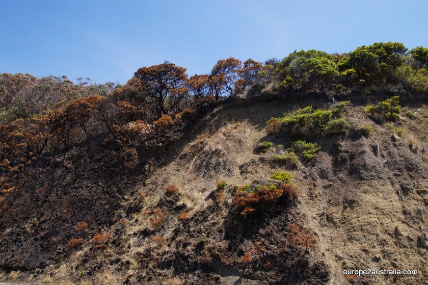 The line to where the fire burned is quite clear to see on the ground and in the vegetation.