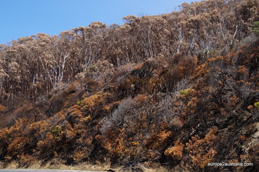 A lot of the trees still have leaves on them, but they have all turned brown.