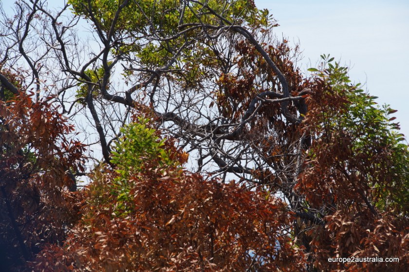 And sometimes in the plants themselves.