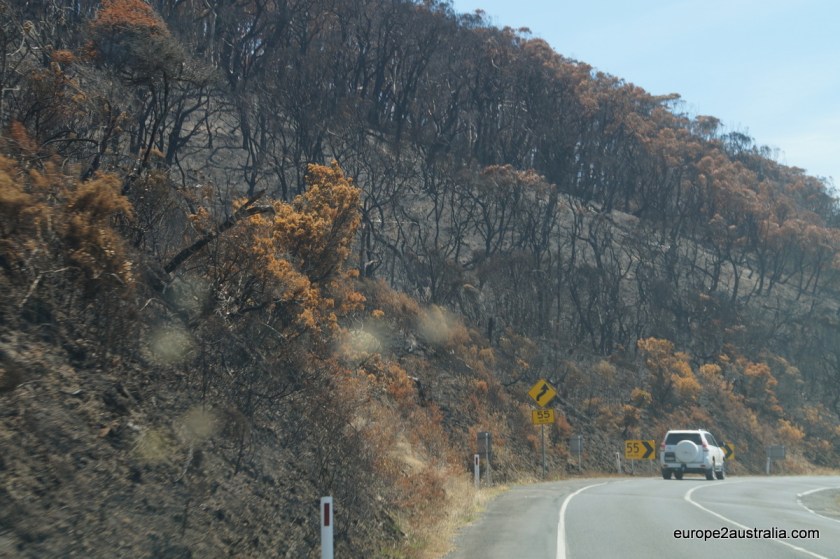 The heavy fire cleared completely cleared the undergrowth, making way for new plants to spring up.