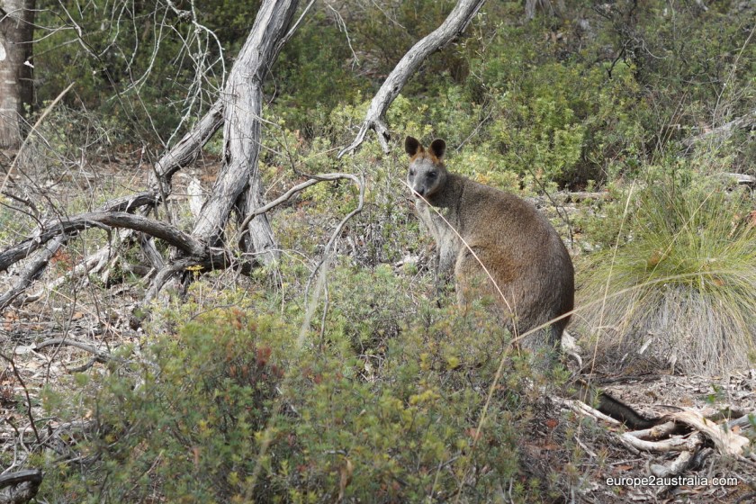 There are quite a number of Kangaroos in the Grampians. This one stopped to say hello.