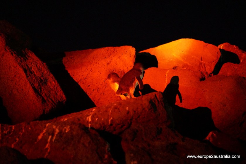 penguins-st-kilda-pier