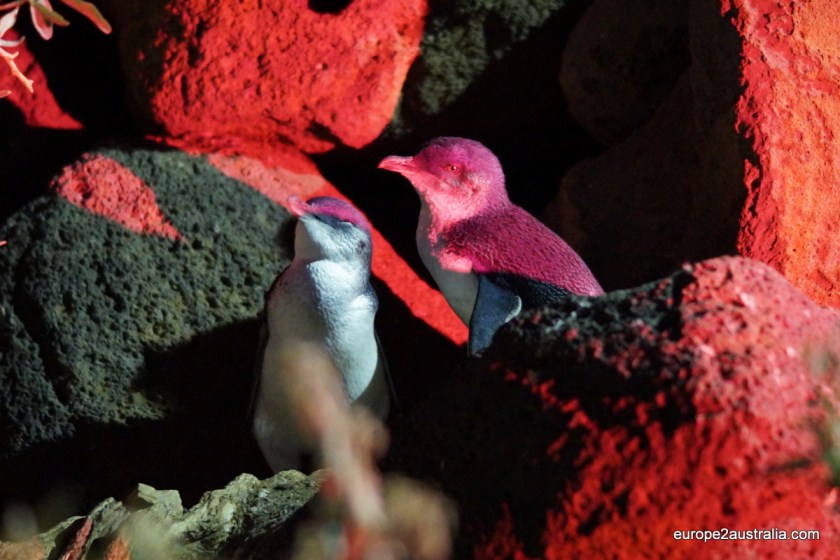 The red light used by the guides does not hurt the eyes of the penguins.