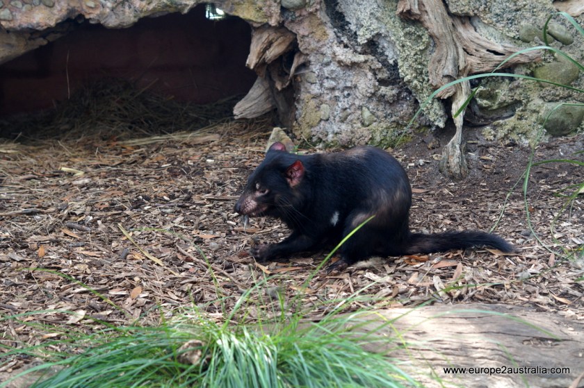 tasmanian-devil-healesville-sanctuary