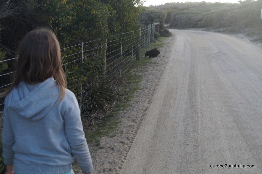 wombat-at-friendly-beaches