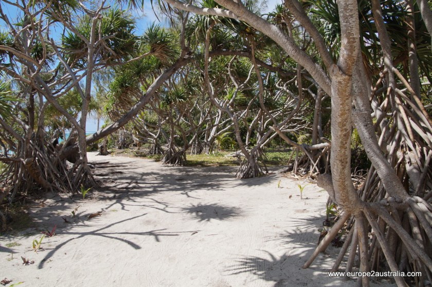 mystery-island-pathways