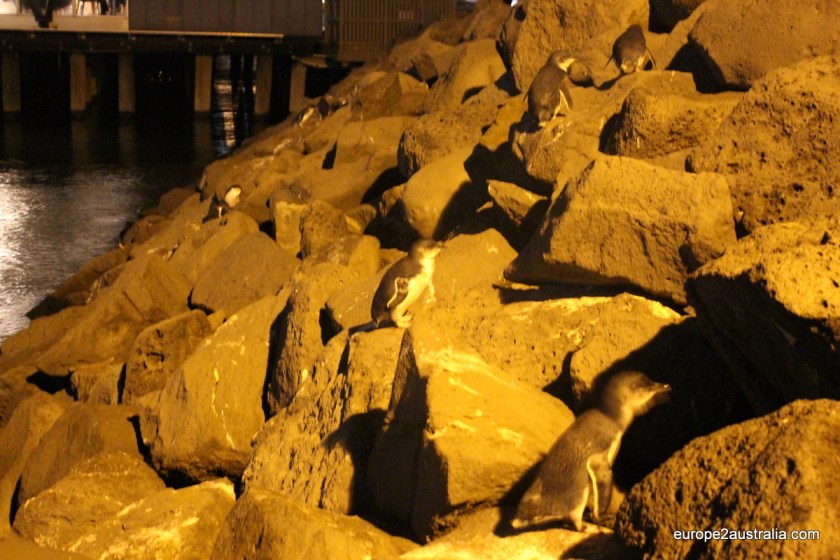 penguins-at-st-kilda-pier