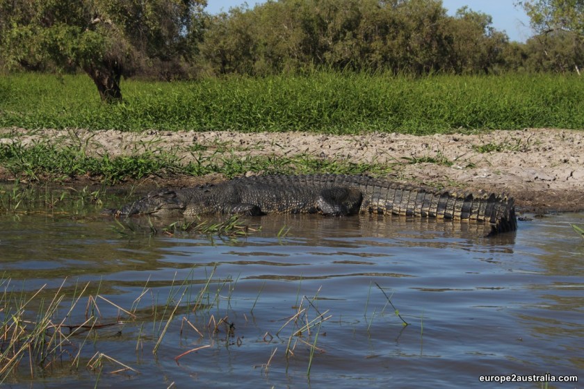 Some of the salties can grow up to 7m in length.