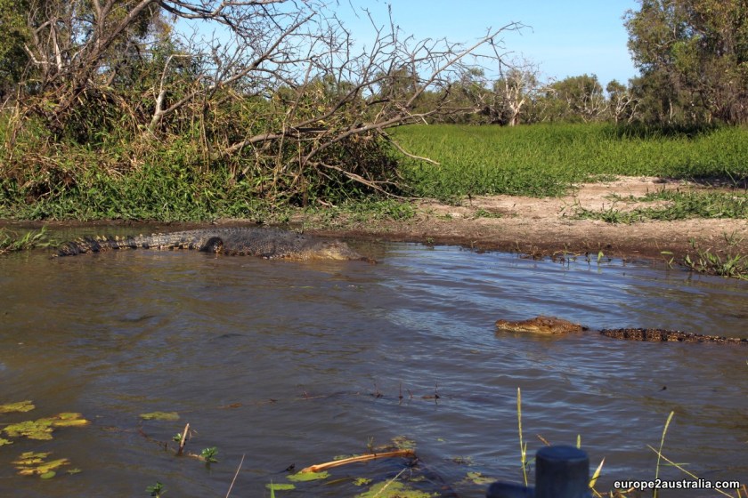 A crocodile stand-off: a salty and a sweety in the shallow waters.